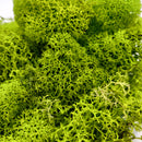 Green Preserved Reindeer Moss