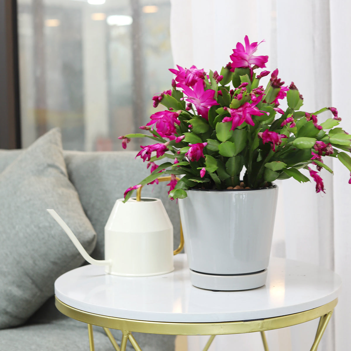 Purple Christmas Cactus in gray ceramic pot, ceramic plant pot for home office decoration, decorative pot with saucer and drainage hole