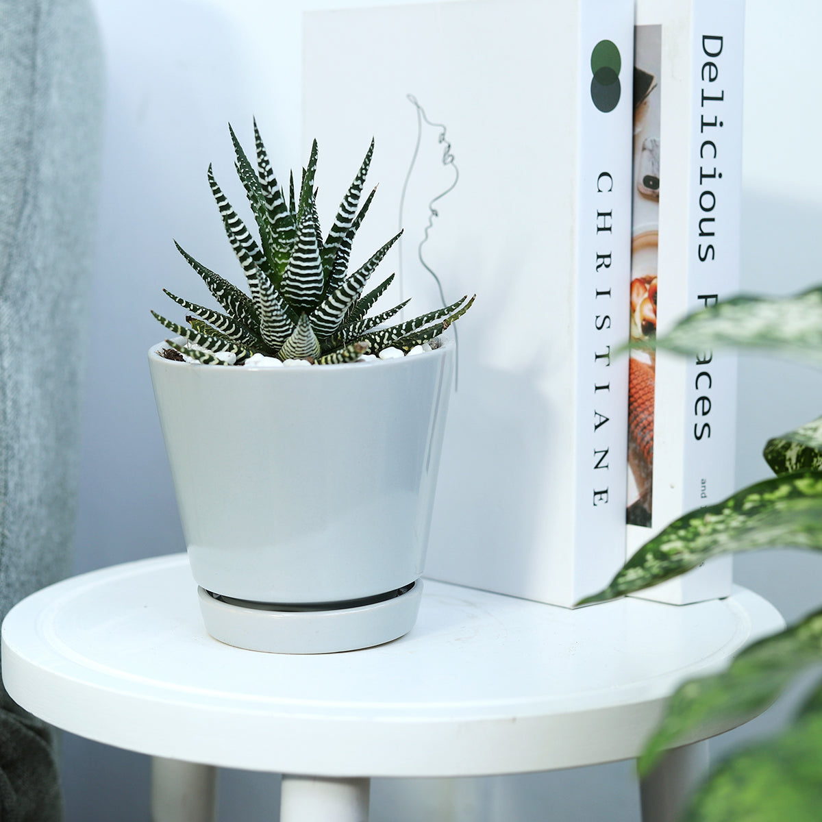 Haworthia Zebra Succulent in gray minimalist ceramic pot, decorative pots for houseplant and succulent, high quality ceramic pot for home office decoration