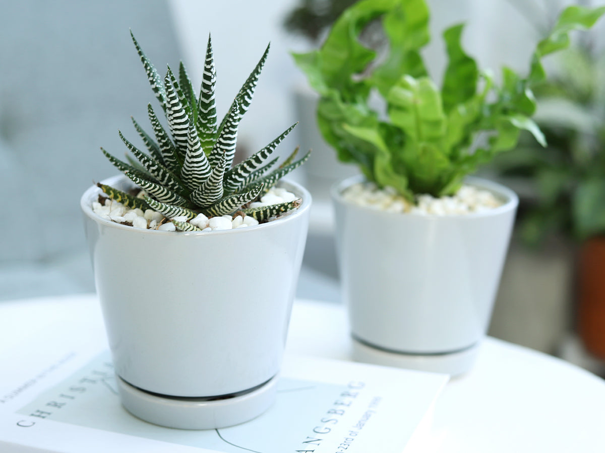 decorative gray ceramic pots with attached saucers, Haworthia Zebra Succulent in a ceramic pot for home office decor, minimalist planter pot for sale online
