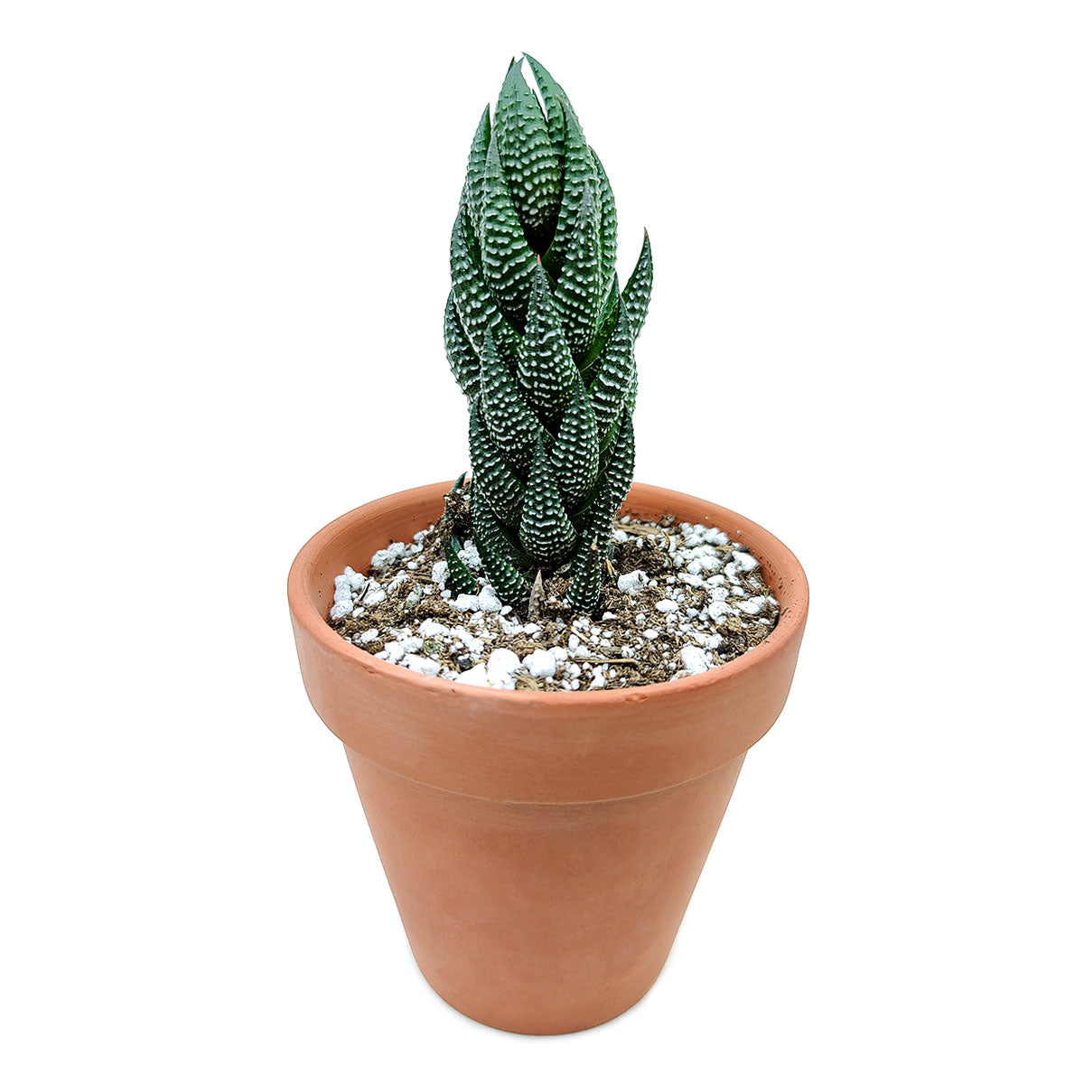 Haworthia african pearl, succulents shop in California, Succulents, Succulents shop near me, cactus, how to grow succulents, succulents store in CA, succulent plant, succulents garden, Haworthia african pearl in California, How to grow Haworthia african pearl. indoor succulents.