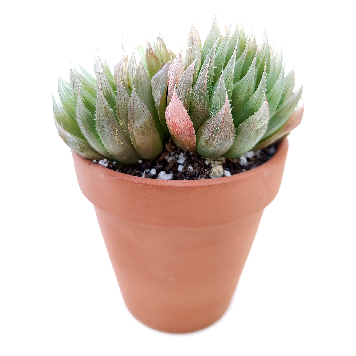 Haworthia Cooperi for sale, succulents shop in California, how to grow succulents, monthly succulents, indoor succulents, succulent care tips, succulent care, succulent subscription, cactus, Haworthia Cooperi in California, How to grow Haworthia Cooperi. indoor succulents.