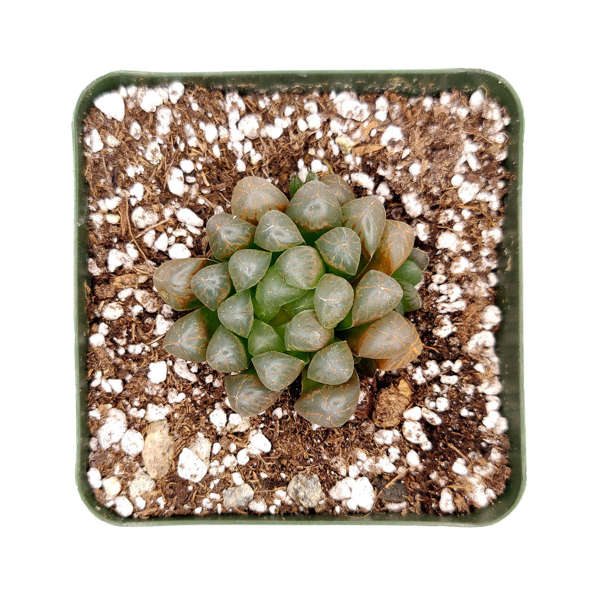 Haworthia cooperi var. obtusa, monthly succulents, succulent care, succulent care guide, Succulents shop near me, indoor succulents, succulents garden, cactus, succulent subscription, Haworthia cooperi var. obtusa in California, How to grow Haworthia cooperi var. obtusa . indoor succulents.
