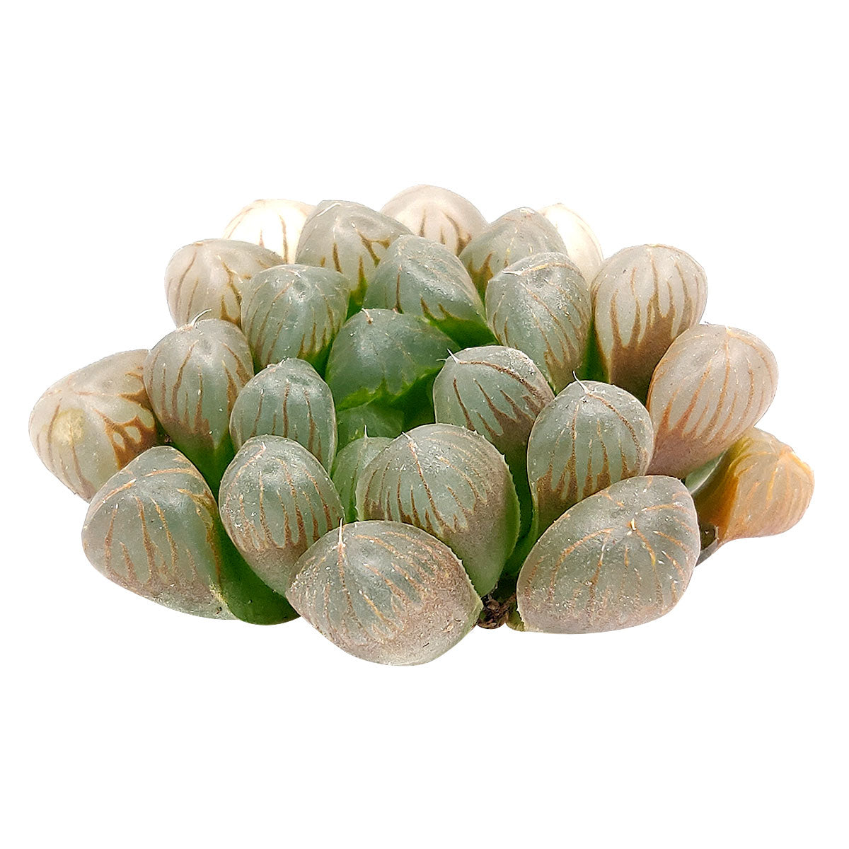 alien eggs succulent Haworthia cooperi var. truncata 'Alien Eggs' | Succulent Gift Decor Ideas