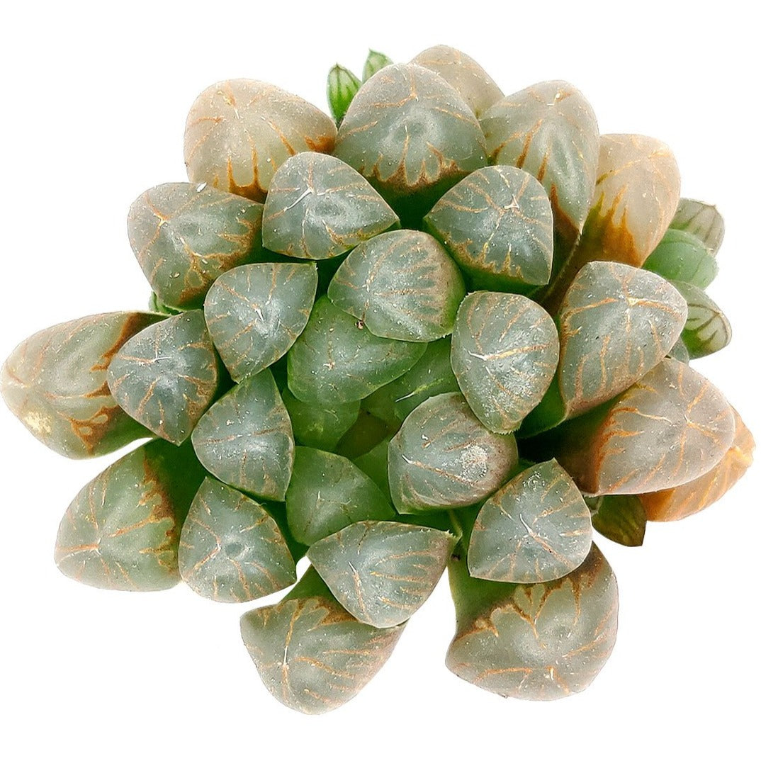alien looking succulents Haworthia cooperi var. truncata 'Alien Eggs' | Succulent Gift Decor Ideas