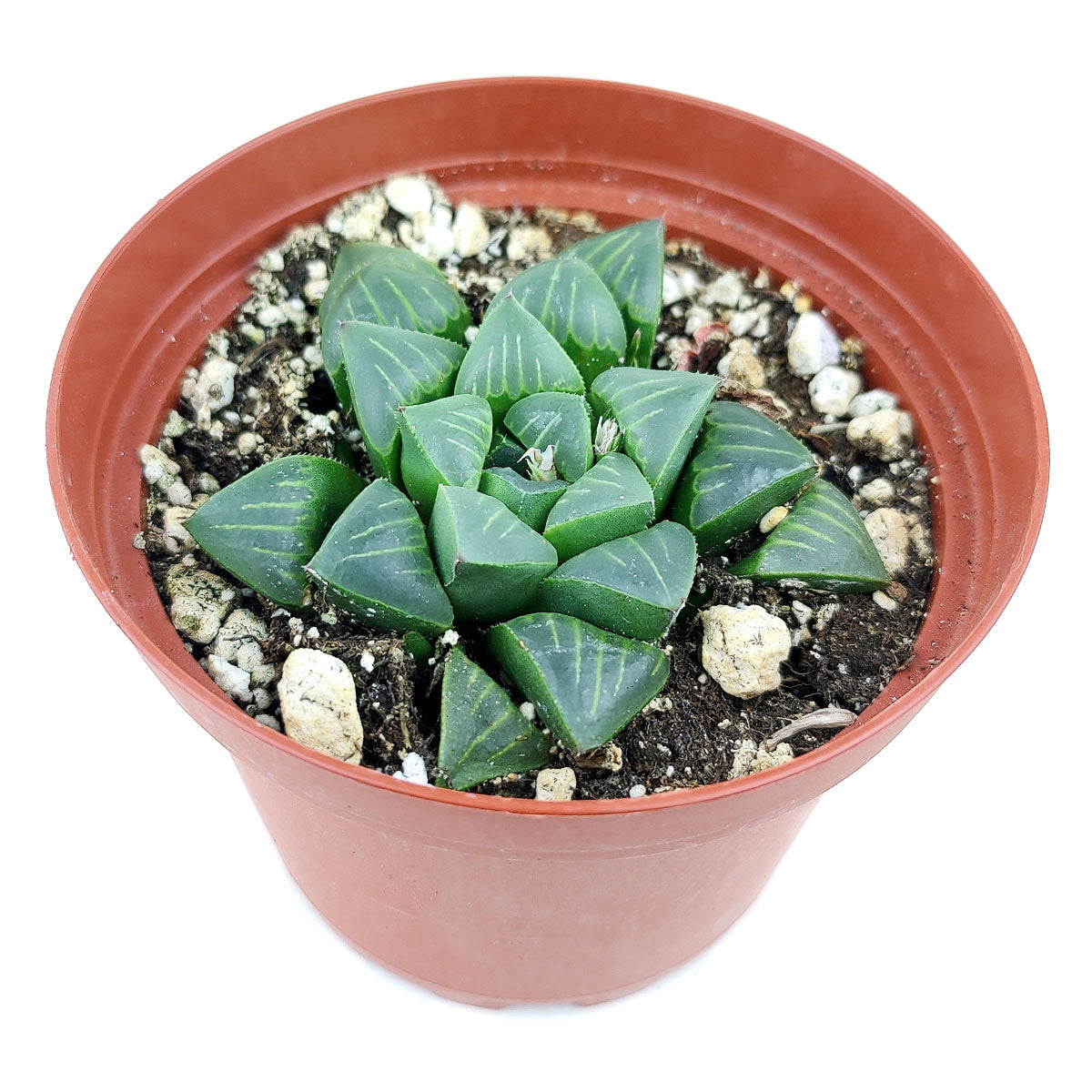 Haworthia Retusa, succulent plant, succulent care guide, how to grow succulents, succulents garden, monthly succulents, succulent care, succulents store in CA, succulent care tips, Haworthia Retusa California, How to grow Haworthia Retusa. indoor succulents.