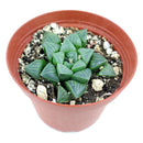 Haworthia Retusa, succulent plant, succulent care guide, how to grow succulents, succulents garden, monthly succulents, succulent care, succulents store in CA, succulent care tips, Haworthia Retusa California, How to grow Haworthia Retusa. indoor succulents.