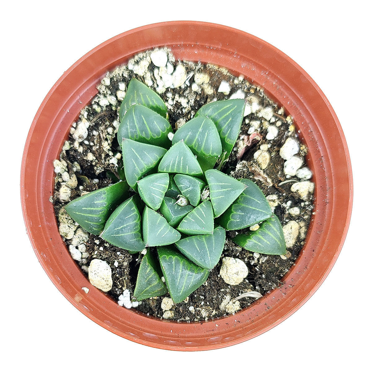 haworthia retusa succulent Haworthia Retusa 2 inch / White Cylinder Pot by Succulents Box