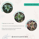 Venosa Haworthia for sale, succulent plant, cactus, succulent care guide, succulents store in CA, Succulents shop near me, indoor succulents, succulent subscription, succulent care, Venosa Haworthia in California, How to grow Venosa Haworthia. indoor succulents.
