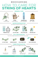 succulent care guide, Rare succulents, String of hearts succulent in California, How to grow String of hearts succulent, string of hearts, string of hearts plant, variegated string of hearts