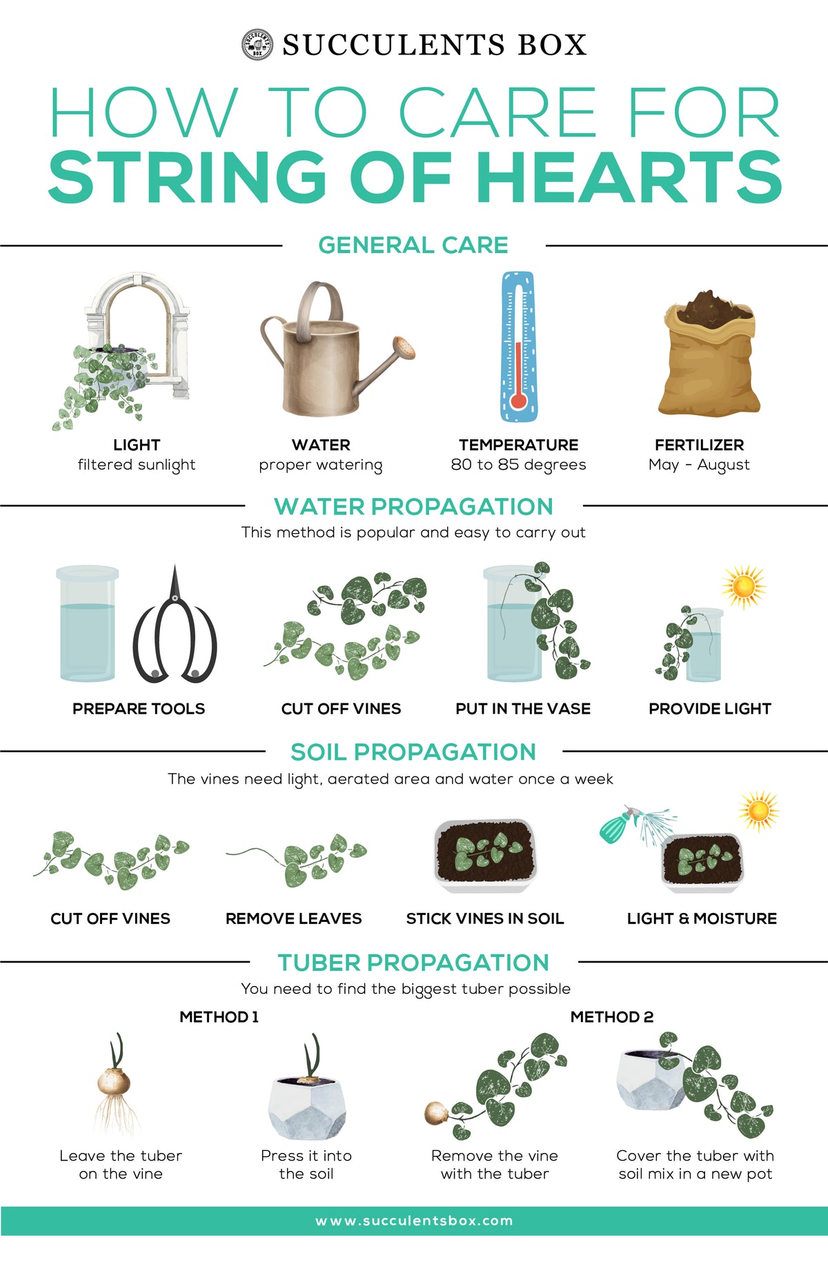 How to care for String of Hearts Succulent Hanging Plant, String of Hearts General Care Guide
