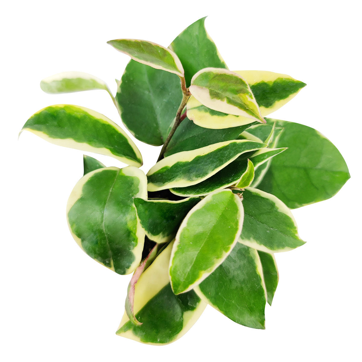 Variegated Hoya Carnosa, variegated hoya carnosa compacta, variegated hoya plant, variegated hoya rope plant, types of variegated hoya, variegated hoya carnosa care, low light houseplants, easy to grow houseplants