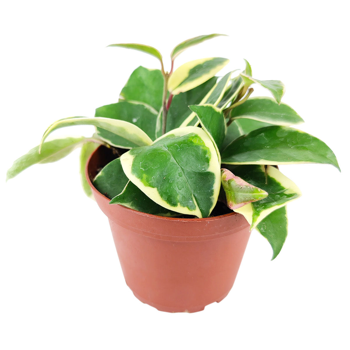 Variegated Hoya Carnosa, variegated hoya carnosa compacta, variegated hoya plant, variegated hoya rope plant, types of variegated hoya, variegated hoya carnosa care, low light houseplants, easy to grow houseplants, houseplants with big leaves, best place to buy plants near me
