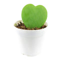 How to care for Hoya Kerrii, Hoya Heart care guide, Hoya Heart for sale, Hoya heart near me, heart-shaped gift ideas, Heart-shaped plants for sale, best houseplants, best indoor plants, types of houseplants, low light houseplants, easy to grow houseplants