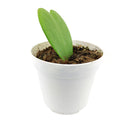 How to care for Hoya Kerrii, Hoya Heart care guide, Hoya Heart for sale, Hoya heart near me, heart-shaped gift ideas, Heart-shaped plants for sale, best houseplants, best indoor plants, types of houseplants, low light houseplants, easy to grow houseplants