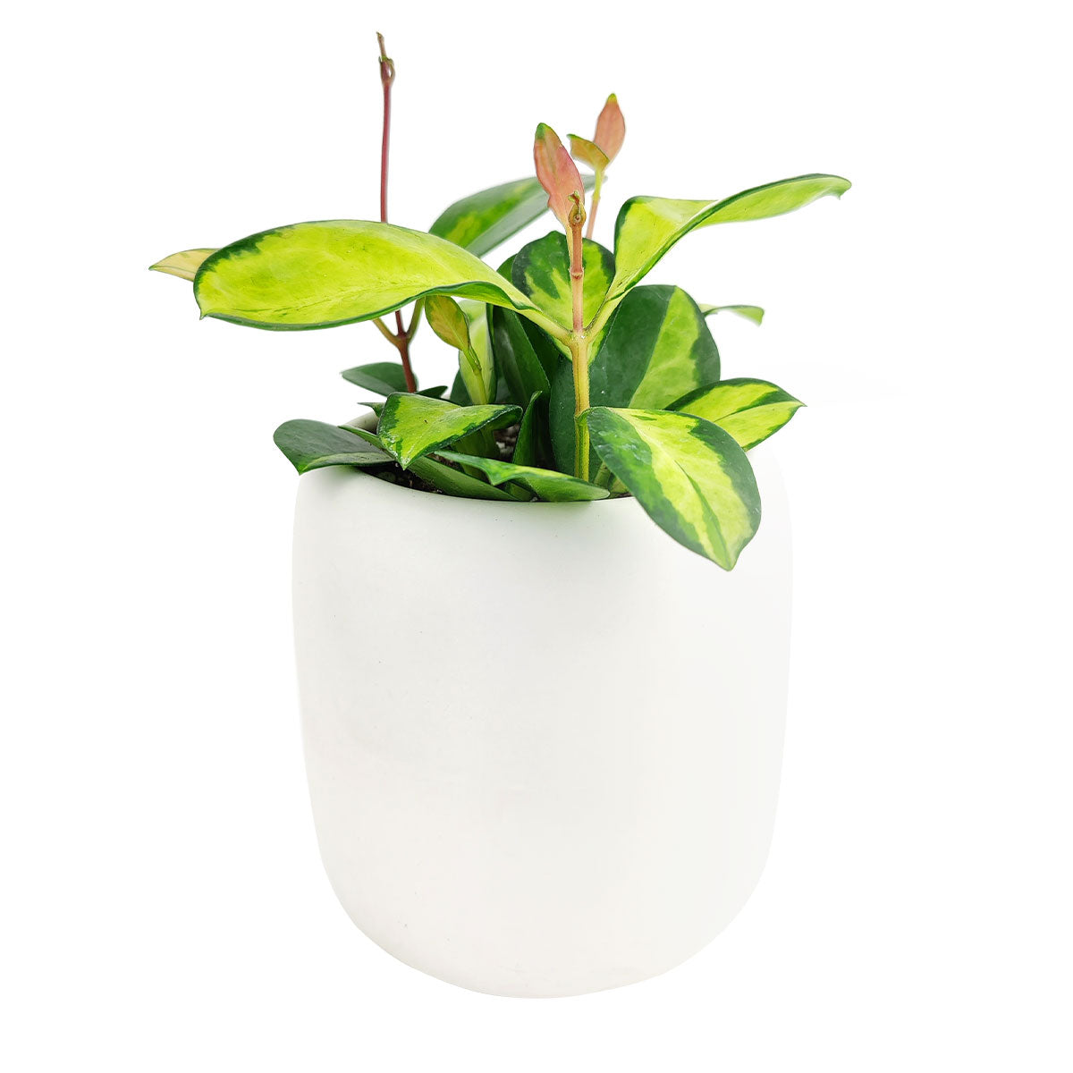 hoya australis lisa, hoya lisa, australis lisa hoya, hoya australis lisa care, hoya lisa plant, hoya lisa plant care, hoya australis lisa for sale, , lisa australis, houseplant, houseplants, houseplants for sale, best indoor plants, types of houseplants, low light houseplants, easy to grow houseplants, houseplants near me