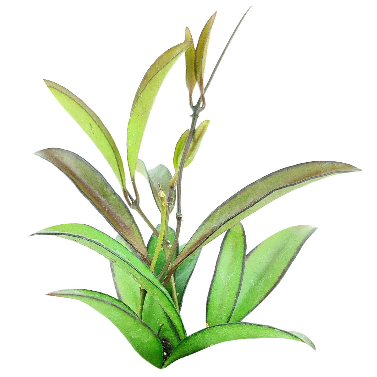 Hoya Wayetti,  Wayetti Hoya, Hoya plants, plants for hanging baskets, , how to care for Hoya, How to care for Hoya, Hoya Wayetti care guide, Hoya Wayettit for sale, Hoya Wayetti near me, best Hoya plants, houseplants with red flowers, houseplants gift ideas, houseplants for sale, best houseplants, best indoor plants, types of houseplants, low light houseplants, easy to grow houseplants