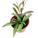 Hoya Wayettit for sale, Hoya Wayetti near me, best Hoya plants, houseplants with red flowers, houseplants gift ideas, houseplants for sale, best houseplants, best indoor plants, types of houseplants, low light houseplants, easy to grow houseplants