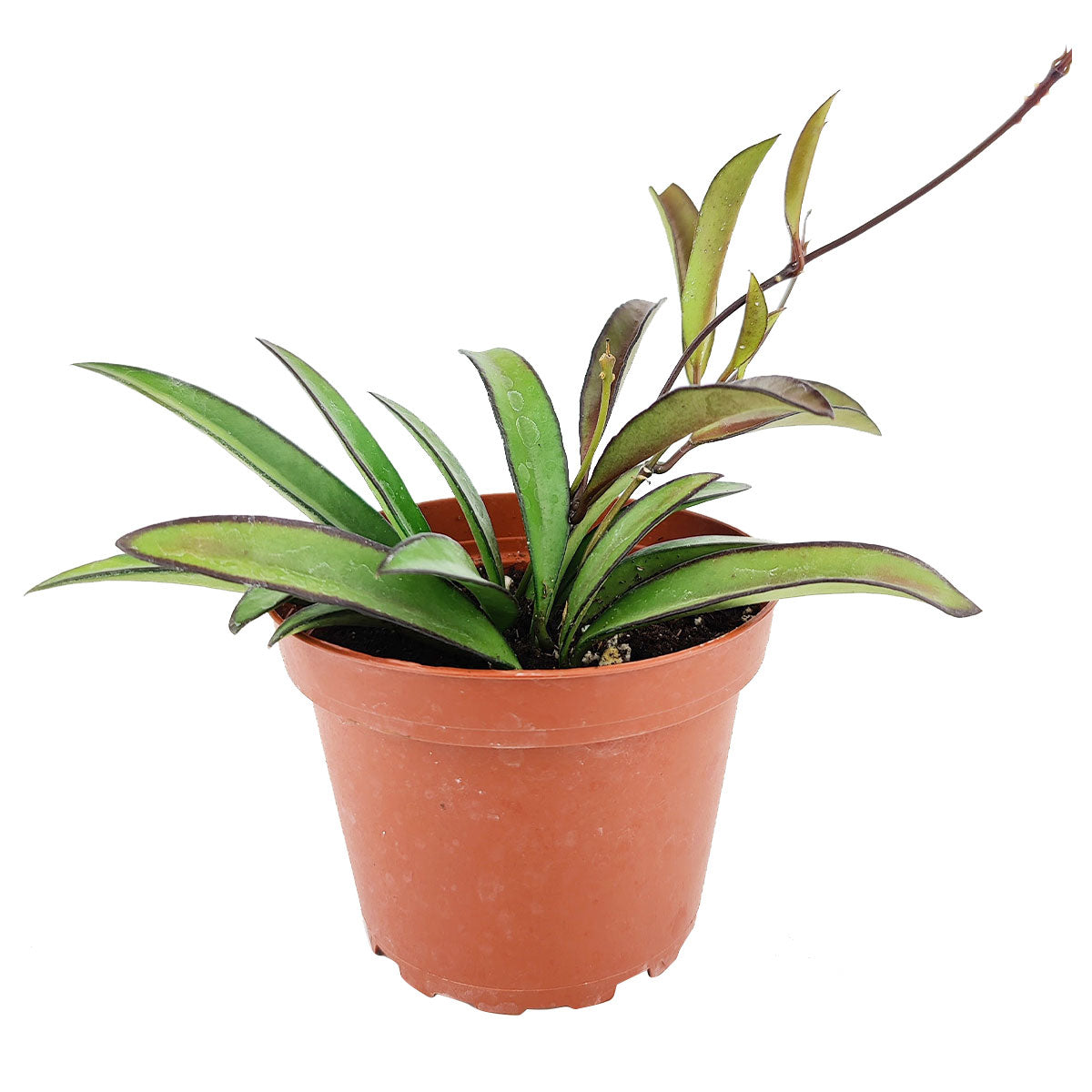 Hoya Wayetti,  Wayetti Hoya, Hoya plants, plants for hanging baskets, , how to care for Hoya, How to care for Hoya, Hoya Wayetti care guide, Hoya Wayettit for sale, Hoya Wayetti near me, best Hoya plants, houseplants with red flowers, houseplants gift ideas, houseplants for sale, best houseplants, best indoor plants, types of houseplants, low light houseplants, easy to grow houseplants