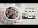 How to grow Lithop, rare succulents, rare succulents for sale, unique succulents, buy succulents online, rare succulent, succulent shop, unusual succulents, succulent store, succulents online, indoor succulents, care tips for growing Lithops Succulents