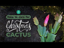 christmas cactus, thanksgiving cactus, how to care for a christmas cactus, thanksgiving cactus care, Christmas Cactus Thanksgiving Cactus for sale