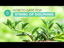 String of Dolphins Plant for sale, Senecio Peregrinus Succulent for sale, Dolphins Necklace Plant, Rare Succulents, Trailing Hanging Plant, Dolphins Succulent with Care Guide