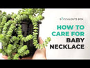Crassula baby necklace, succulent care, how to grow succulents, succulents shop in California, cactus, succulent care guide, succulent subscription, Rare succulents