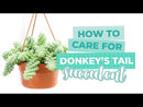 succulents store in CA, indoor succulents, sedum donkey&#39;s tail in California, How to grow sedum donkey&#39;s tail, Indoor Succulents