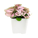 pink polka dot plant outdoors, pink polka dot splash plant, hypoestes &#39;pink&#39;, hypoestes pink splash care, hypoestes pink plant, pink hypoestes care, how to take care of pink polka dot plant, perfect houseplant for indoor home decor