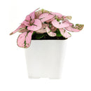 pink polka dot plant outdoors, pink polka dot splash plant, hypoestes &#39;pink&#39;, hypoestes pink splash care, hypoestes pink plant, pink hypoestes care, how to take care of pink polka dot plant, perfect houseplant for indoor home decor