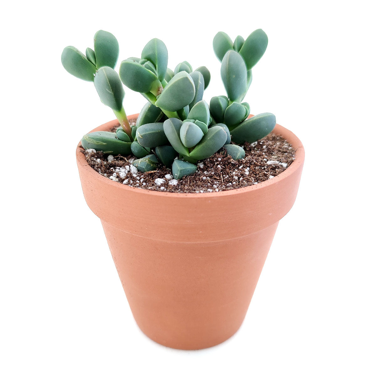 ice plant succulent wrinkled Ice Plant Corpuscularia Lehmannii