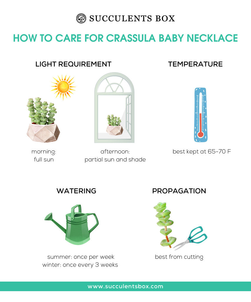 How to care for Baby Necklace Crassula Succulent, Crassula Baby Necklace Succulent Care Guide, crassula, crassula plant, crassula succulent, crassula types, crassula varieties, types of crassula, crassula species, crassulas, succulent crassula