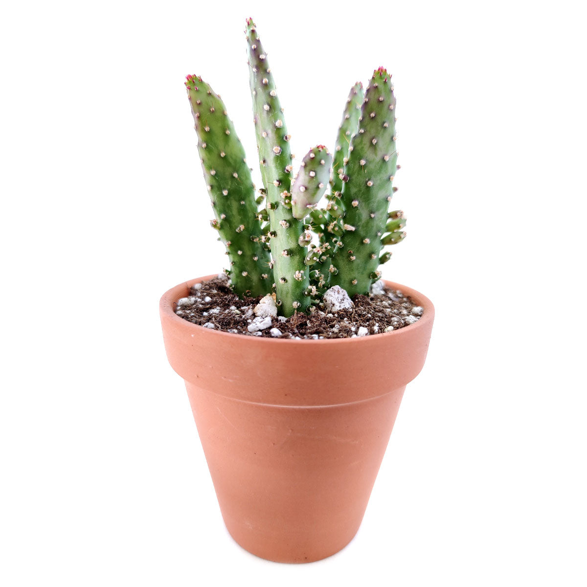 Joseph&#39;s Coat Cactus for sale, succulent plant, succulent subscription, succulent care, Succulents shop near me, succulents shop in California, succulent care tips, cactus, Rare succulents, Joseph&#39;s Coat Cactus in California, How to grow Joseph&#39;s Coat Cactus, cactus, cactus succulent, succulent cactus, cacti, cactus and succulents, succulents box, succulent shop, buy succulents online