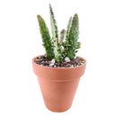 Joseph&#39;s Coat Cactus for sale, succulent plant, succulent subscription, succulent care, Succulents shop near me, succulents shop in California, succulent care tips, cactus, Rare succulents, Joseph&#39;s Coat Cactus in California, How to grow Joseph&#39;s Coat Cactus, cactus, cactus succulent, succulent cactus, cacti, cactus and succulents, succulents box, succulent shop, buy succulents online