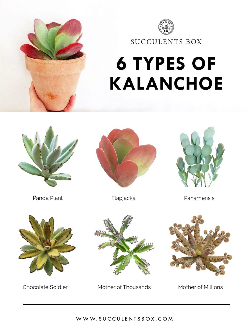 Types of succulents with pictures, Different types of succulents, Succulent Identification Chart, Succulent Types, Identifying Types of Succulents with pictures