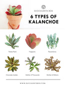 Types of succulents with pictures, Different types of succulents, Succulent Identification Chart, Succulent Types, Identifying Types of Succulents with pictures