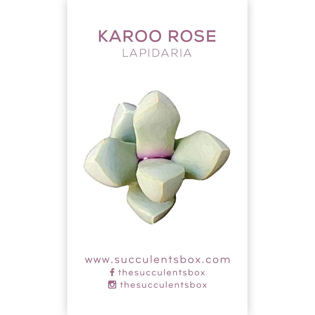 succulent studios care cards Succulent Care Cards: Rare & Unusual Succulent ID Cards