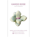 Others / Unusual Succulent ID Cards