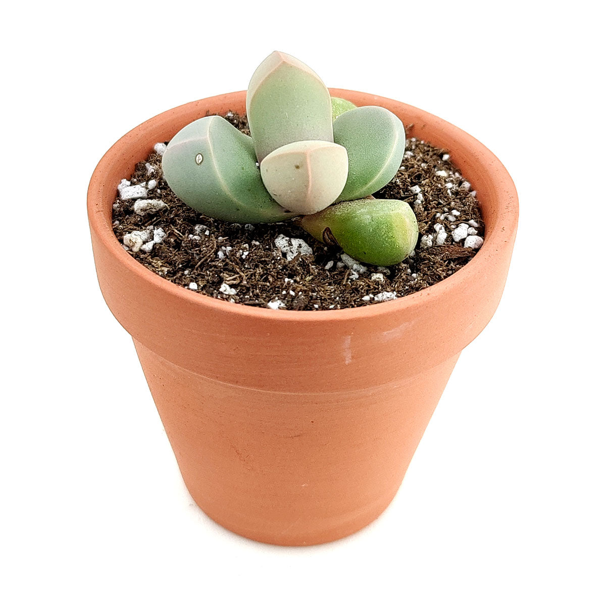 wrinkly succulent Karoo Rose Lapidaria margaretae Cactus - Rare Indoor Plants