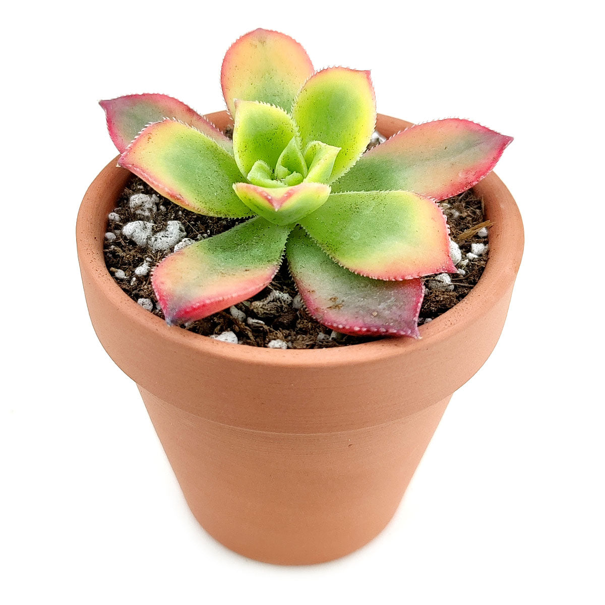 kiwi succulent care Aeonium Kiwi Rare Succulent Aeonium Haworthii Rosette Plant 2 inch / Bamboo Pot by Succulents Box