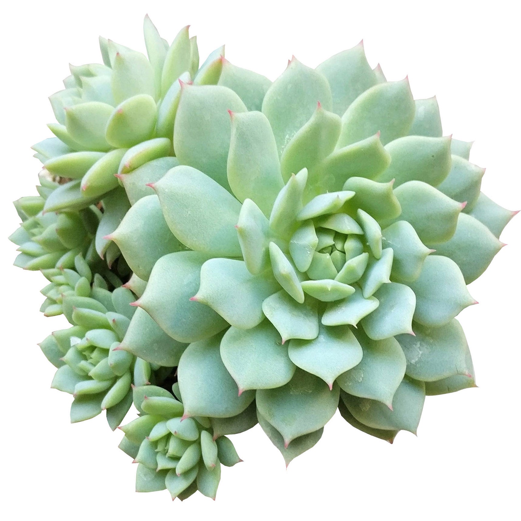 painted lady succulent plant Echeveria Painted Lady