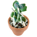 Lavender Scallops Kalanchoe, succulents shop in California, succulent care tips, succulent care guide, succulents garden, Rare succulents, succulent subscription, succulent care, monthly succulents, Lavender Scallops Kalanchoe in California, How to grow Lavender Scallops Kalanchoe