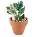 Lavender Scallops Kalanchoe, succulents shop in California, succulent care tips, succulent care guide, succulents garden, Rare succulents, succulent subscription, succulent care, monthly succulents, Lavender Scallops Kalanchoe in California, How to grow Lavender Scallops Kalanchoe