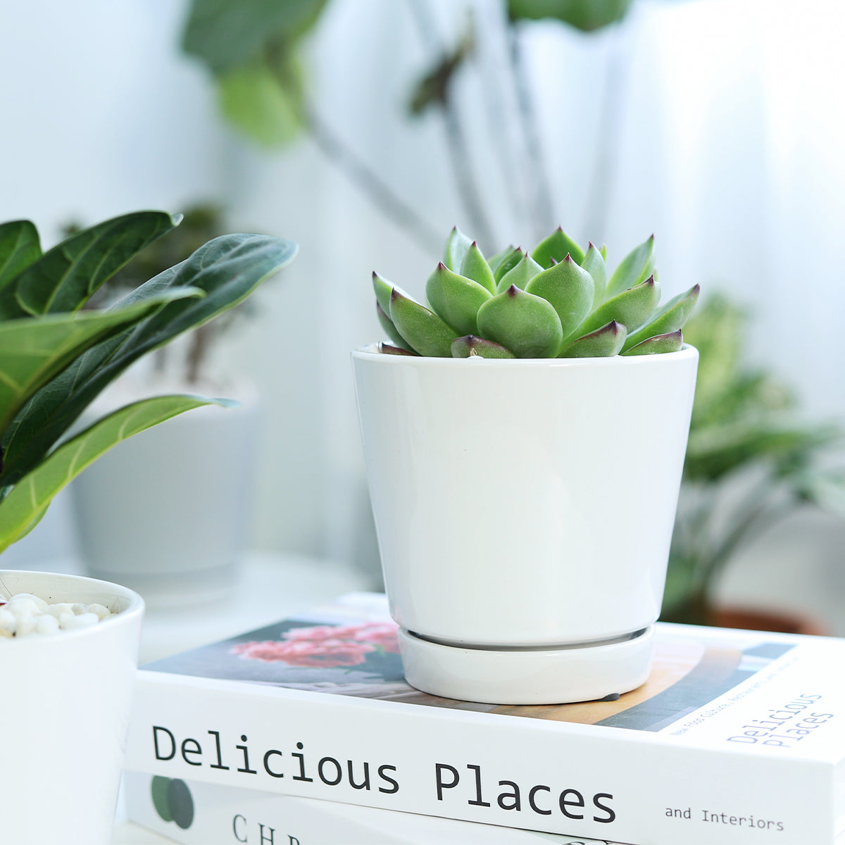 4&quot; Succulent with Minimalistic Pot