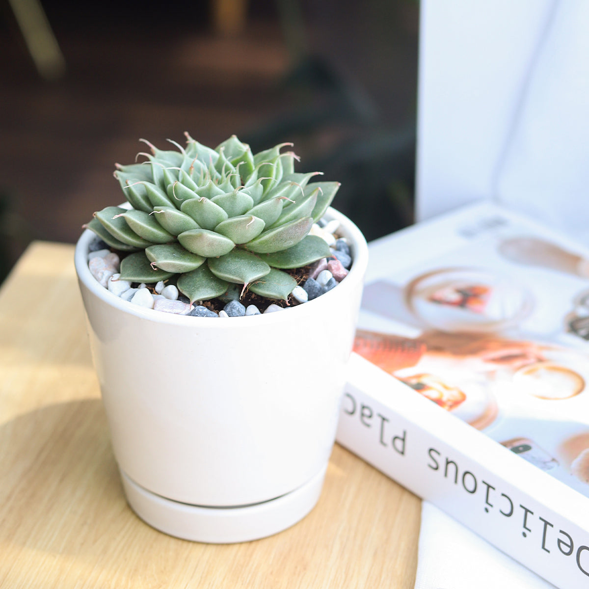 succulent with white ceramic pot, ceramic pot for succulent, 4 inch pot for succulent, white pot with succulent for sale