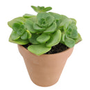 Aeonium Lily Pad, succulent plant, Succulents shop near me, how to grow succulents, monthly succulents, Succulents, succulent care guide, cactus, indoor succulents, Aeonium Lily Pad in California