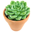 Lime Green Echeveria Succulent Plant, Rosettes Succulent, Thanksgiving succulents gift, Easter succulents idea, Growing succulents for thanksgiving, echeveria, echeveria succulent