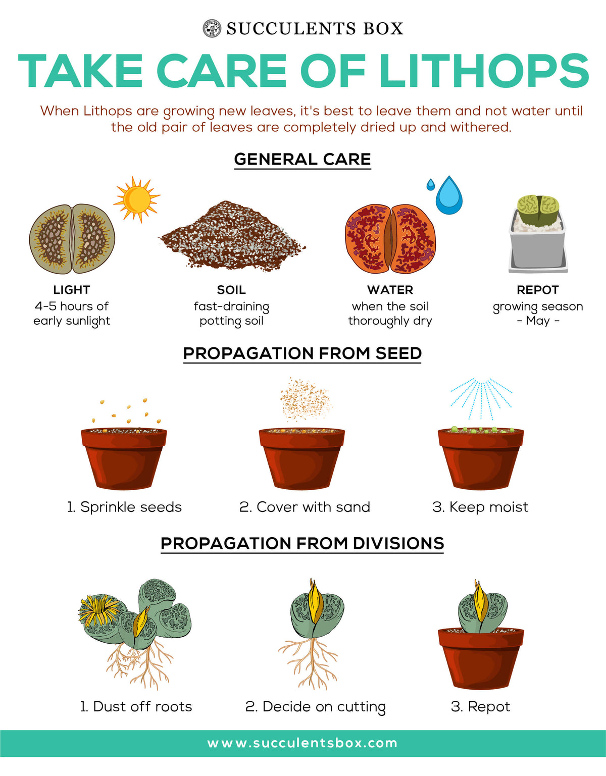 How to take care of Lithops Succulent Plant, Lithops Living Stones Care Guide, How to grow Lithops Plant, rare succulents, rare succulents for sale, unique succulents, buy succulents online, rare succulent, succulent shop, unusual succulents, succulent store, succulents online,  indoor succulents.