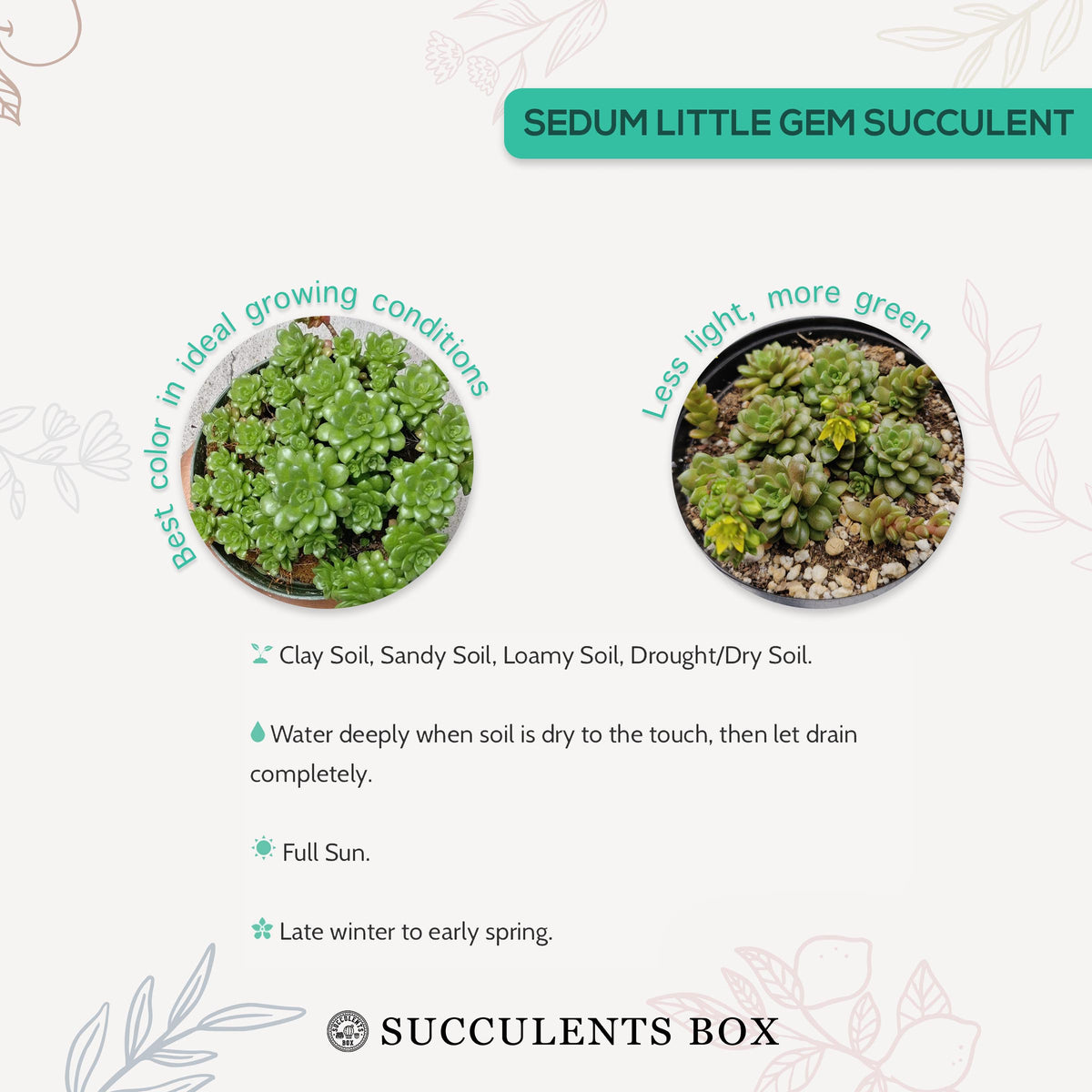 How to care for Sedum Little Gem Succulent, How to make your succulent pink, How to change succulent color, How to make Sedum Little Gem turn pink, Succulent turning pink, How to make succulents change color, How to grow colorful succulents