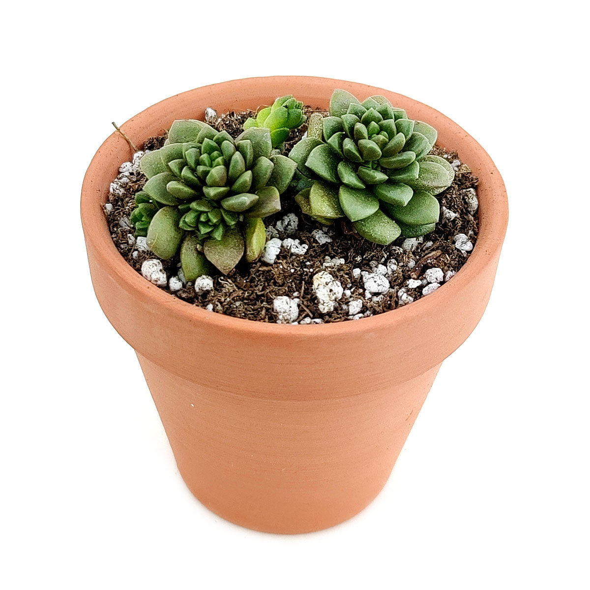 sundream succulents Sedum Little Gem Cremnosedum Succulent